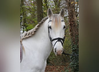 Andalusier, Wallach, 8 Jahre, 154 cm, Schimmel