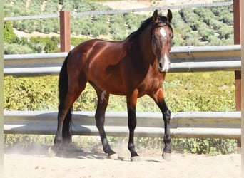 Andalusier, Wallach, 8 Jahre, 155 cm, Brauner