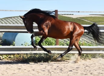 Andalusier, Wallach, 8 Jahre, 155 cm, Brauner