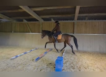 Andalusier, Wallach, 8 Jahre, 155 cm