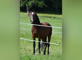 Andalusier, Wallach, 8 Jahre, 155 cm