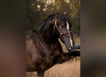 Andalusier, Wallach, 8 Jahre, 155 cm