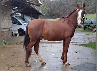 Andalusier, Wallach, 8 Jahre, 155 cm, Fuchs