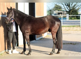 Andalusier Mix, Wallach, 8 Jahre, 155 cm, Rappe