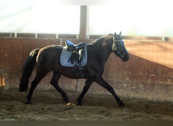 Andalusier Mix, Wallach, 8 Jahre, 155 cm, Rappe