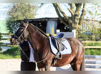 Andalusier Mix, Wallach, 8 Jahre, 155 cm, Rappe