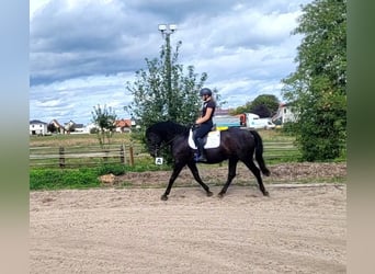 Andalusier, Wallach, 8 Jahre, 155 cm, Rappe