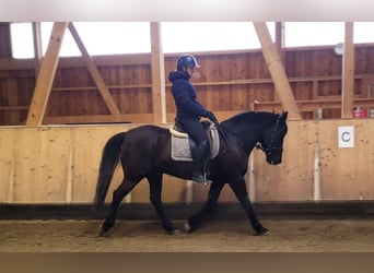 Andalusier Mix, Wallach, 8 Jahre, 156 cm, Dunkelbrauner