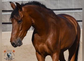 Andalusier, Wallach, 8 Jahre, 157 cm, Brauner