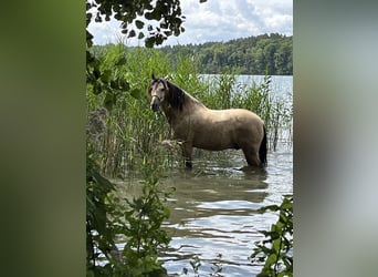 Andalusier, Wallach, 8 Jahre, 157 cm, Falbe