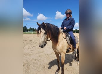 Andalusier, Wallach, 8 Jahre, 157 cm, Falbe