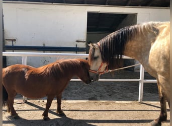 Andalusier, Wallach, 8 Jahre, 157 cm, Falbe