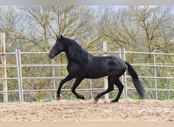 Andalusier, Wallach, 8 Jahre, 157 cm, Rappe