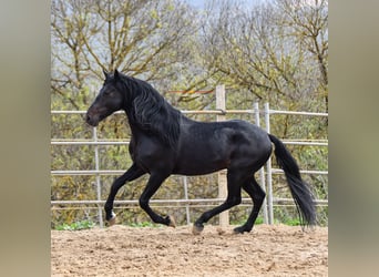 Andalusier, Wallach, 8 Jahre, 157 cm, Rappe