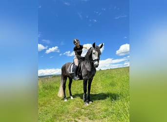 Andalusier, Wallach, 8 Jahre, 157 cm, Rappschimmel