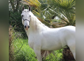 Andalusier, Wallach, 8 Jahre, 157 cm, Schimmel
