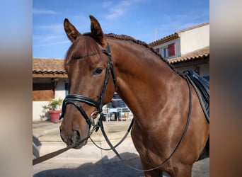Andalusier, Wallach, 8 Jahre, 158 cm, Fuchs