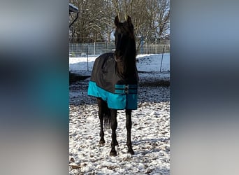 Andalusier, Wallach, 8 Jahre, 158 cm, Rappe