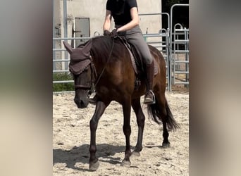 Andalusier, Wallach, 8 Jahre, 158 cm, Rappe