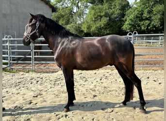 Andalusier, Wallach, 8 Jahre, 158 cm, Rappe
