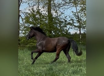 Andalusier, Wallach, 8 Jahre, 158 cm, Rappe