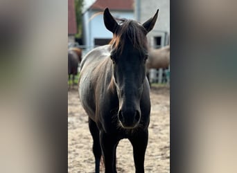 Andalusier, Wallach, 8 Jahre, 158 cm, Rappe