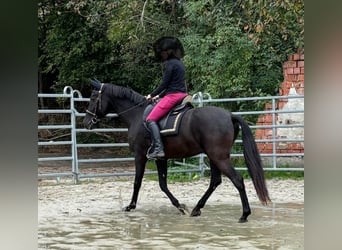 Andalusier, Wallach, 8 Jahre, 158 cm, Rappe