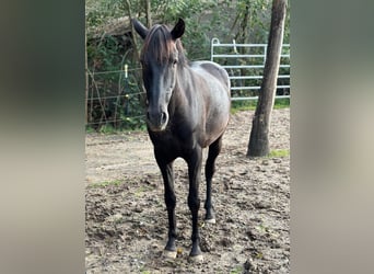 Andalusier, Wallach, 8 Jahre, 158 cm, Rappe