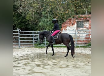 Andalusier, Wallach, 8 Jahre, 158 cm, Rappe