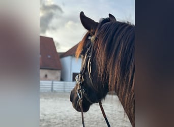 Andalusier, Wallach, 8 Jahre, 158 cm, Rappe