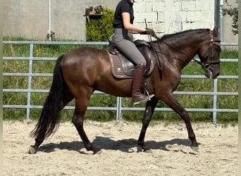 Andalusier, Wallach, 8 Jahre, 158 cm, Rappe