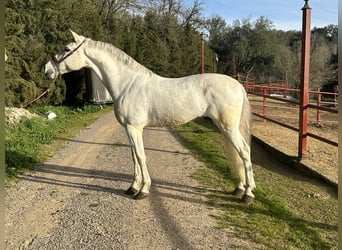 Andalusier, Wallach, 8 Jahre, 158 cm, White