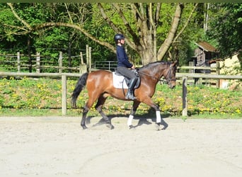 Andalusier, Wallach, 8 Jahre, 159 cm, Brauner