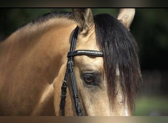Andalusier, Wallach, 8 Jahre, 160 cm, Buckskin