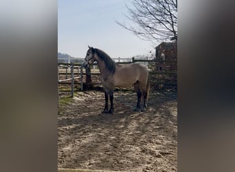 Andalusier, Wallach, 8 Jahre, 160 cm, Falbe