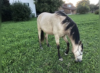 Andalusier, Wallach, 8 Jahre, 160 cm, Falbe