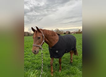 Andalusier, Wallach, 8 Jahre, 160 cm, Fuchs