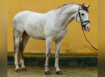 Andalusier, Wallach, 8 Jahre, 160 cm, Schimmel