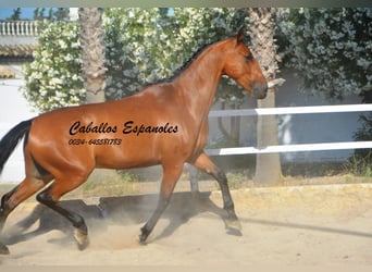Andalusier, Wallach, 8 Jahre, 161 cm, Brauner
