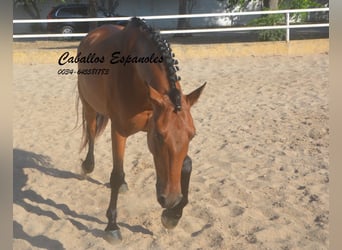 Andalusier, Wallach, 8 Jahre, 161 cm, Brauner