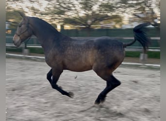 Andalusier, Wallach, 8 Jahre, 162 cm, Falbe