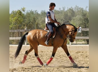 Andalusier, Wallach, 8 Jahre, 162 cm, Falbe