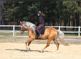 Andalusier Mix, Wallach, 8 Jahre, 162 cm, Palomino
