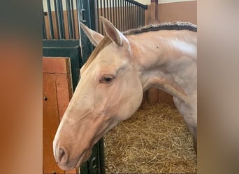 Andalusier, Wallach, 8 Jahre, 162 cm, Perlino