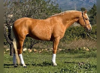 Andalusier, Wallach, 8 Jahre, 163 cm, Palomino