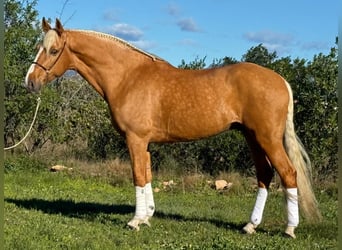 Andalusier, Wallach, 8 Jahre, 163 cm, Palomino
