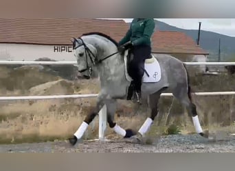 Andalusier, Wallach, 8 Jahre, 165 cm, Apfelschimmel