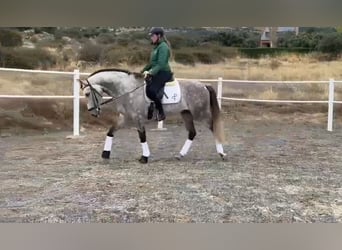 Andalusier, Wallach, 8 Jahre, 165 cm, Apfelschimmel