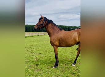 Andalusier, Wallach, 8 Jahre, 165 cm, Brauner
