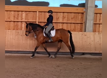 Andalusier, Wallach, 8 Jahre, 165 cm, Brauner